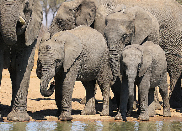 At Timbavati game reserve