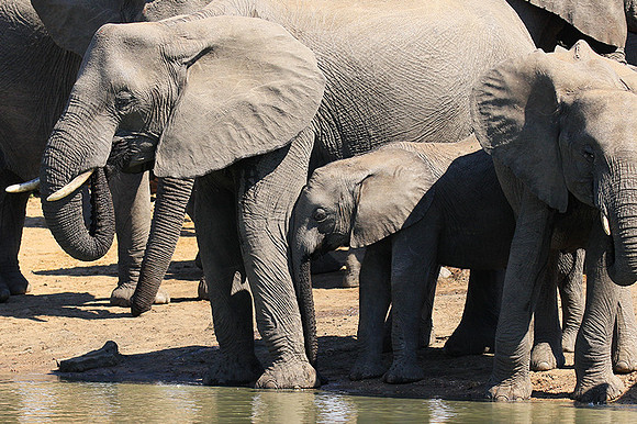 At Timbavati game reserve