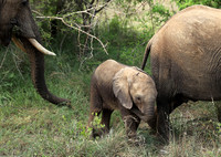 Lion Sands