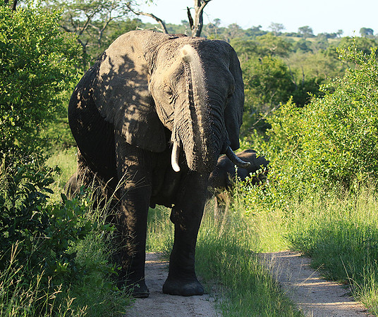 At Londolozi game reserve