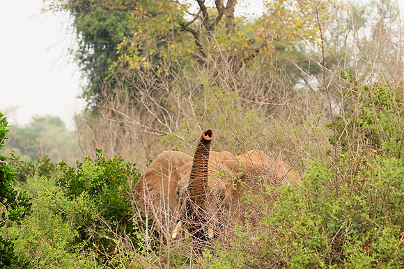 At Kruger NP
