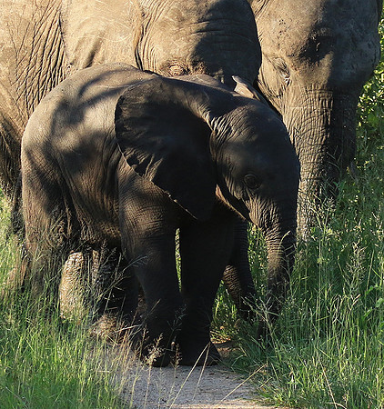 Londolozi Game Reserve