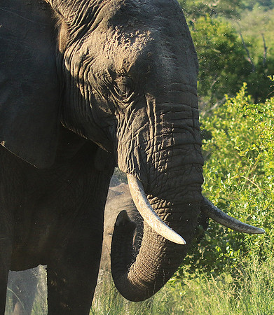 Londolozi Game Reserve