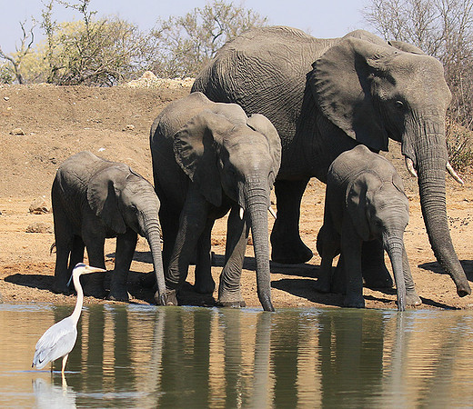 At Timbavati game reserve