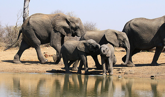 At Timbavati game reserve