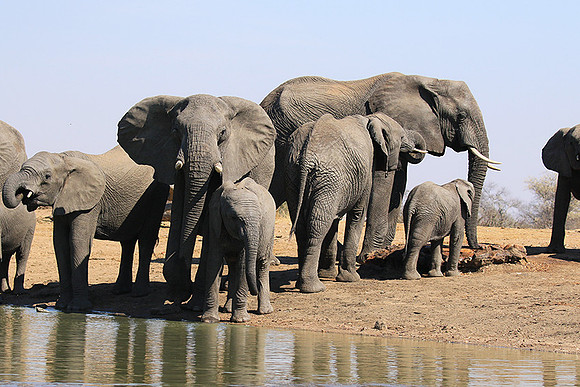 At Timbavati game reserve