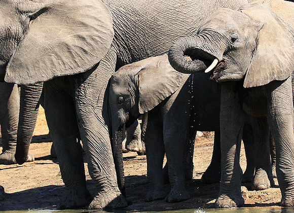 At Timbavati game reserve