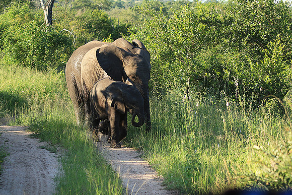 Londolozi Game Reserve