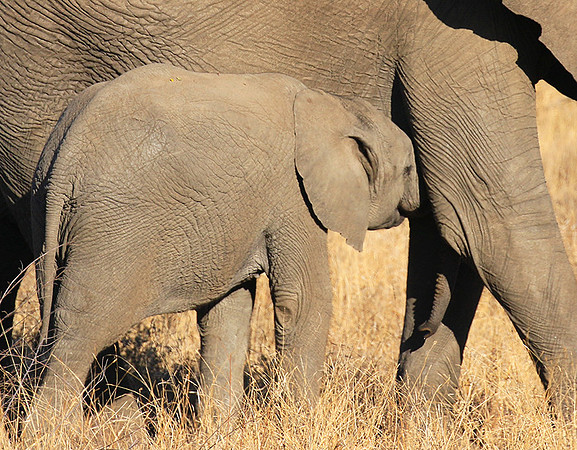 At Timbavati game reserve