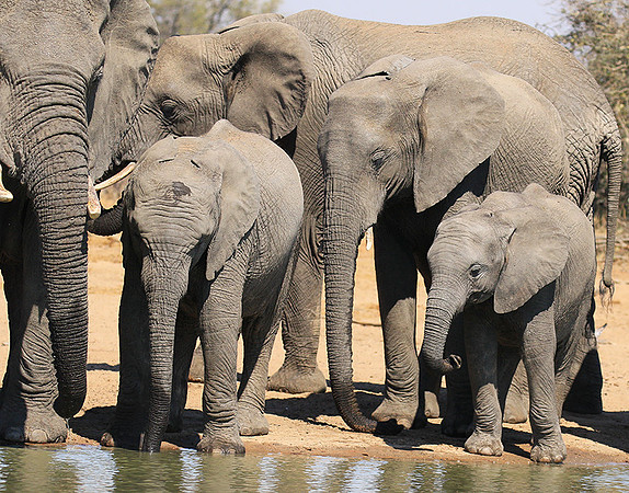 At Timbavati game reserve