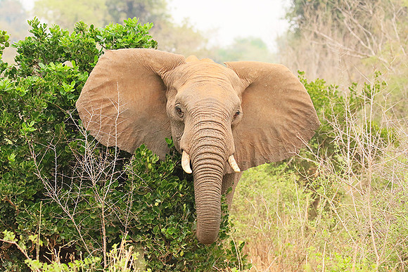 At Kruger NP