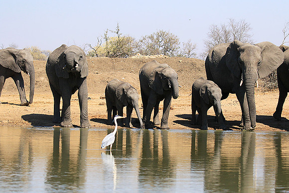 At Timbavati game reserve