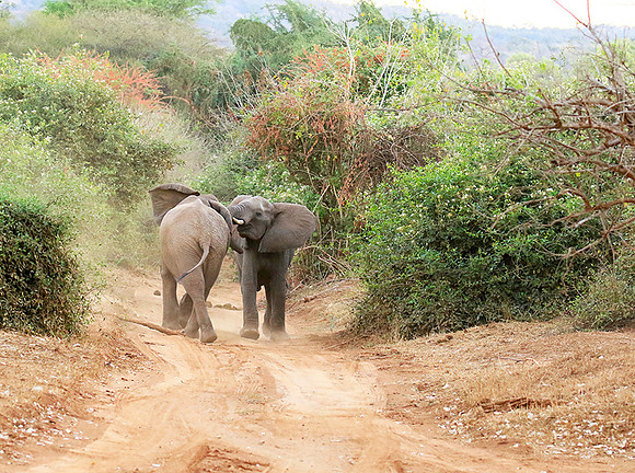 At Kruger NP
