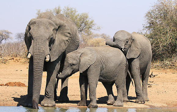 At Timbavati game reserve