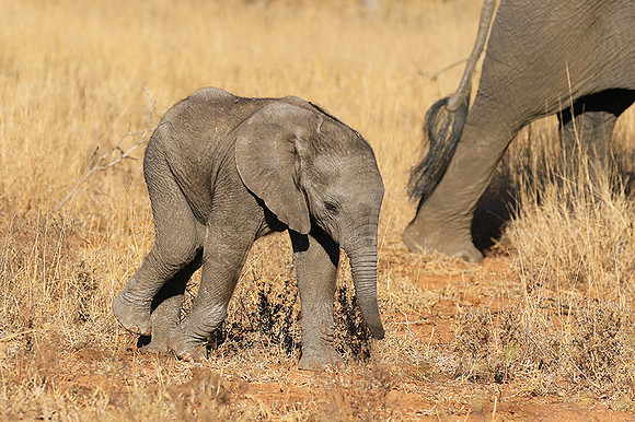 At Timbavati game reserve