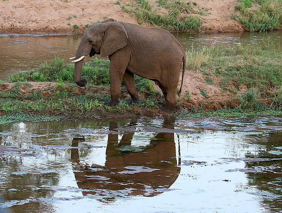 At Kruger NP