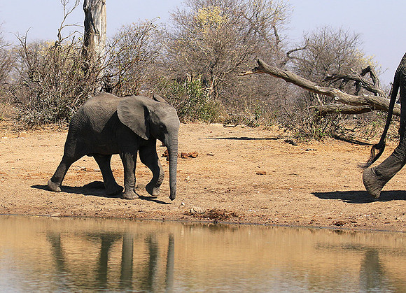At Timbavati game reserve