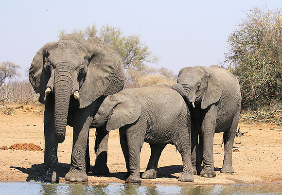 At Timbavati game reserve
