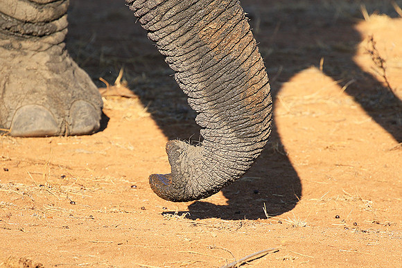 At Timbavati game reserve