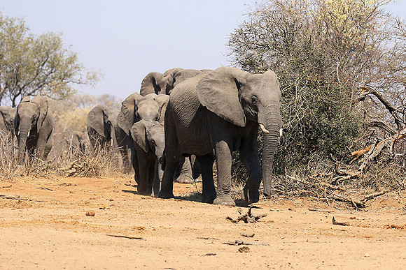 At Timbavati game reserve