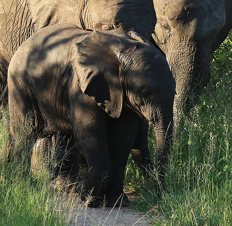 Londolozi Game Reserve