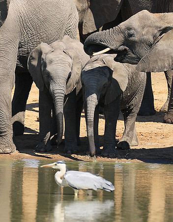 At Timbavati game reserve