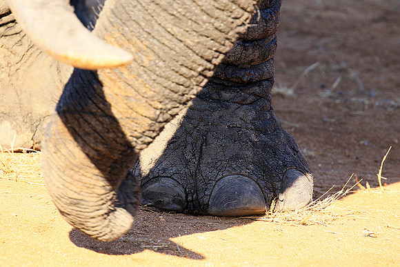 At Timbavati game reserve
