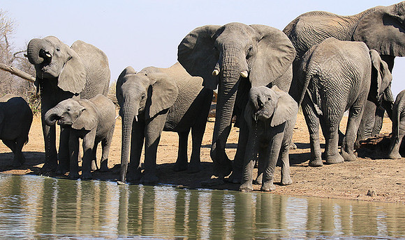 At Timbavati game reserve