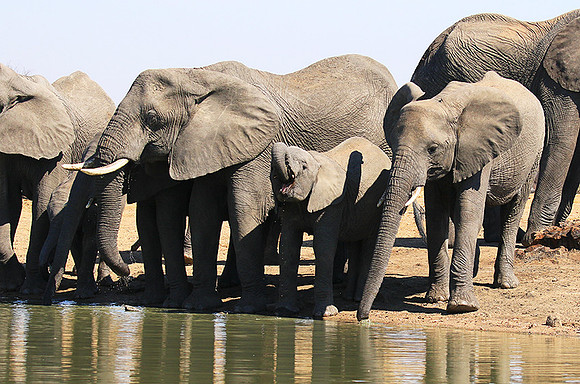 At Timbavati game reserve