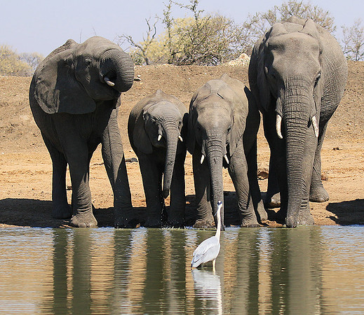 At Timbavati game reserve