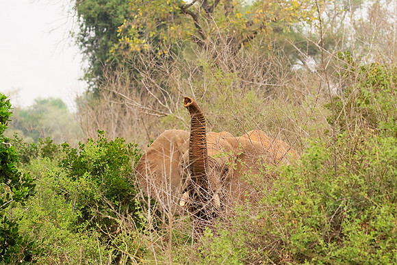At Kruger NP