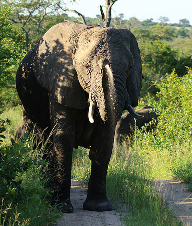 At Londolozi game reserve