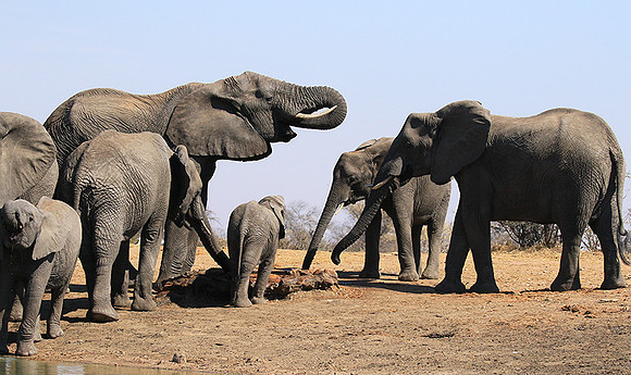 At Timbavati game reserve