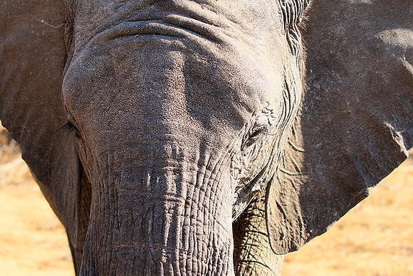 At Timbavati game reserve