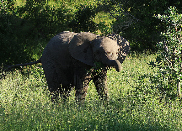 Londolozi Game Reserve