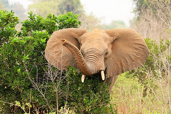 At Kruger NP