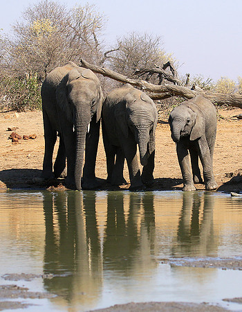At Timbavati game reserve