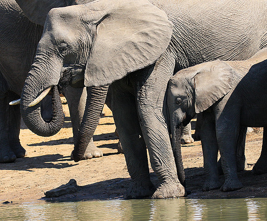 At Timbavati game reserve