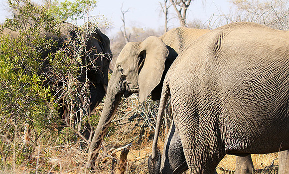 At Timbavati game reserve