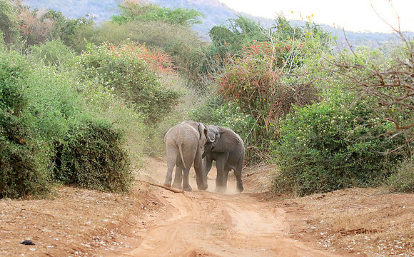 At Kruger NP