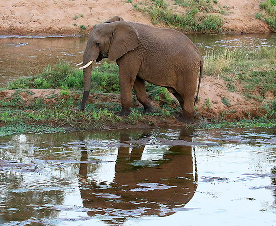 At Kruger NP