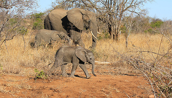 At Timbavati game reserve
