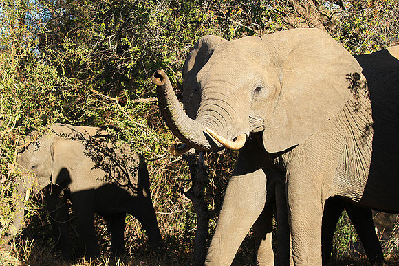 At Timbavati game reserve
