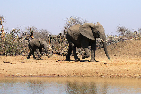 At Timbavati game reserve
