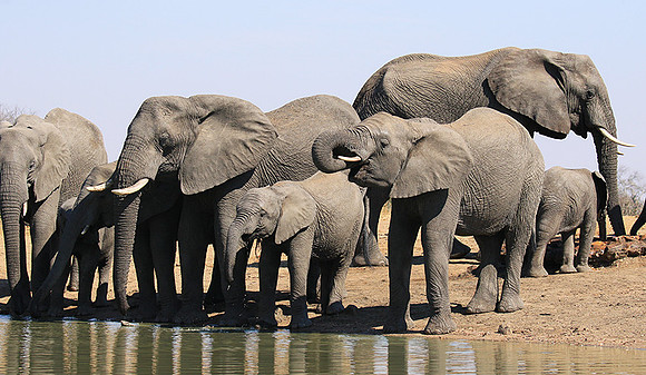At Timbavati game reserve