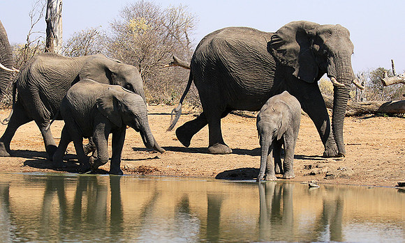 At Timbavati game reserve