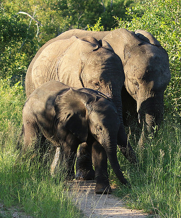 Londolozi Game Reserve