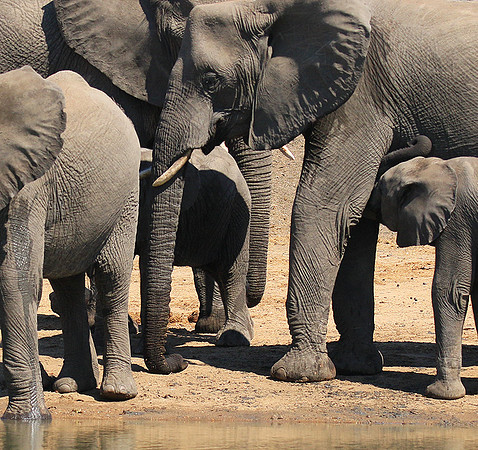 At Timbavati game reserve
