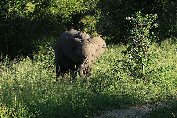 Londolozi Game Reserve