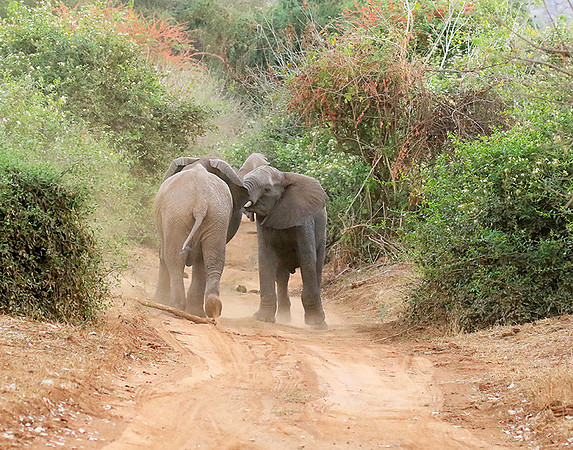 At Kruger NP